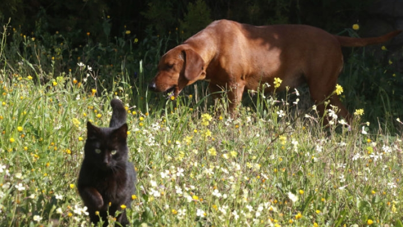 Γιατί οι σκύλοι είναι πιο έξυπνοι από τις γάτες