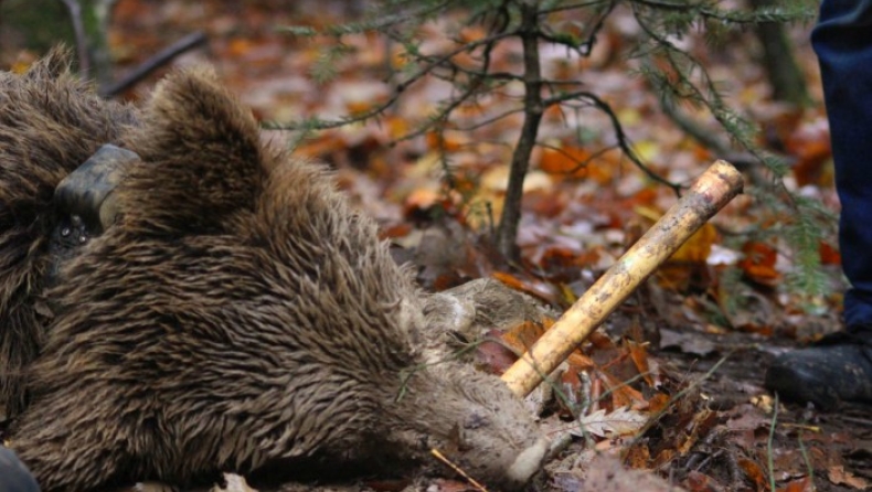 Θεσσαλονίκη: Δύο νεκρές αρκούδες μέσα σε λίγες ώρες