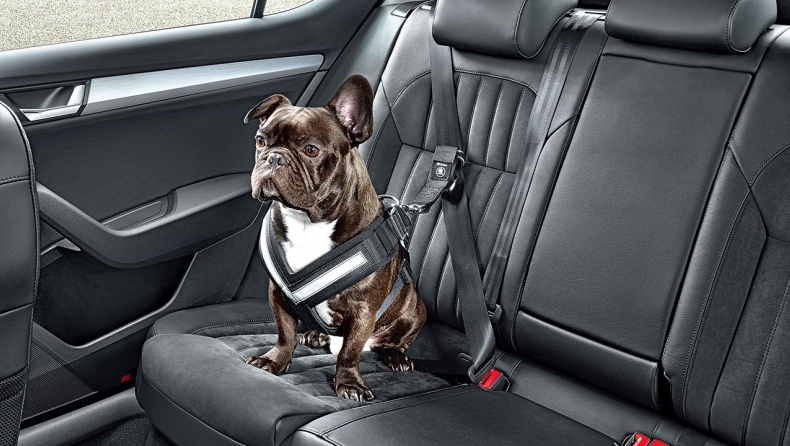 Αυτά είναι τα πιο χρήσιμα αξεσουάρ αυτοκινήτου για σκύλους! (pics)