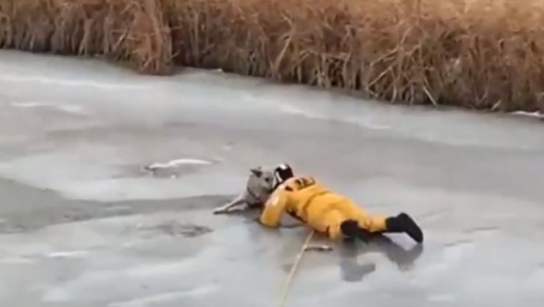 Η δραματική διάσωση ενός σκύλου που έπεσε σε παγωμένη λίμνη (vid)