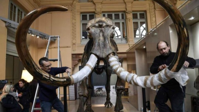 Έδωσε μισό εκατ. ευρώ για ένα γιγαντιαίο μαμούθ! (vid)