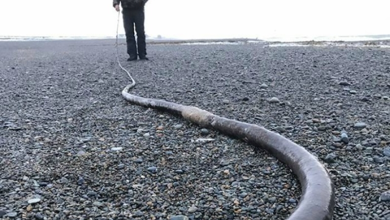 Μυστηριώδες... θαλάσσιο φίδι 20 μέτρων ξεβράστηκε στη Ρωσία (pics)
