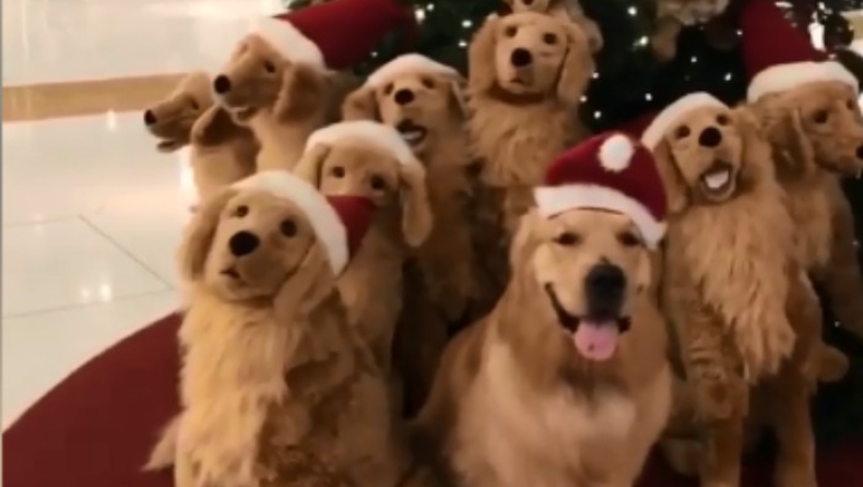 Tο Χριστουγεννιάτικο δέντρο που θέλουμε όλοι (vid)