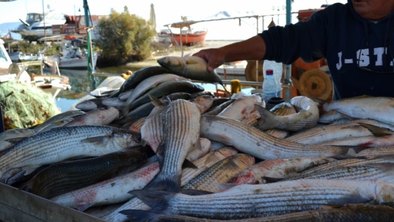 Σχεδόν έτοιμος ο νέος νόμος για τις κυρώσεις στην αλιεία