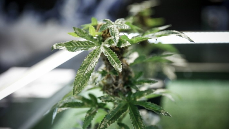 Σύλληψη για δενδρύλλια κάνναβης στο Ρέθυμνο