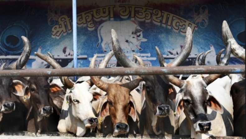 Στην Ινδία θα χρησιμοποιούν... ιερές αγελάδες για τον «εξαγνισμό» των κρατουμένων (pics)