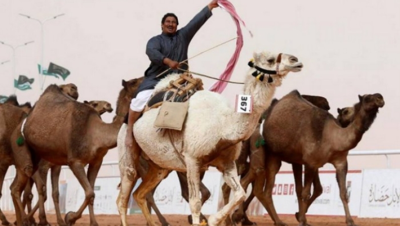 Καμήλες που συμμετείχαν σε διαγωνισμό ομορφιάς αποκλείστηκαν επειδή είχαν κάνει ενέσεις μπότοξ (pic)