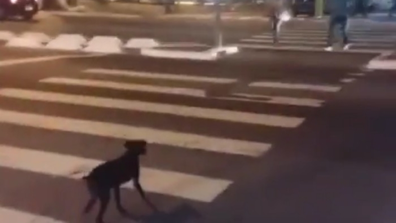 Απίστευτος σκύλος περιμένει το πράσινο για να περάσει τη διάβαση στον δρόμο (pic & vid)