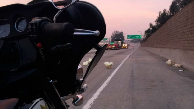 Κότες προκάλεσαν κυκλοφοριακό χάος στην Καλιφόρνια (pics & vid)