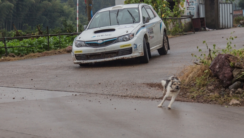 Προσέχετε το σκύλο σας στα ράλι (vids)