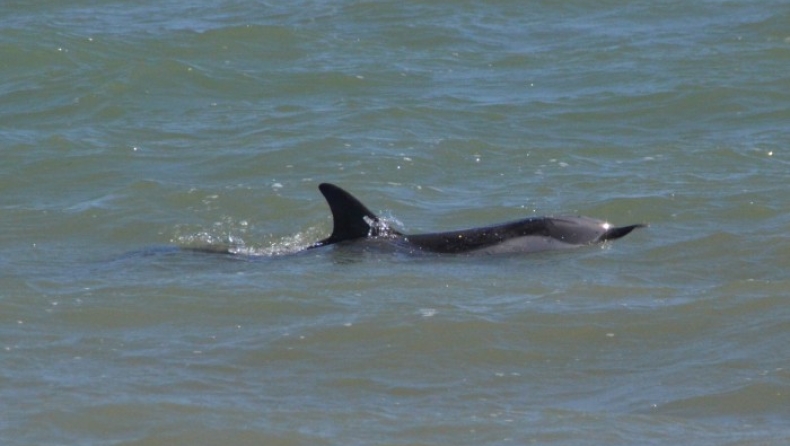 Εντοπίστηκε νεκρό δελφίνι στην Κεφαλονιά