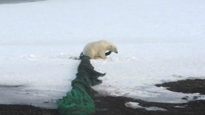 Εικόνες δείχνουν πως τα πλαστικά σκουπίδια επηρεάζουν δραματικά τη ζωή στην Αρκτική (pics & vid)