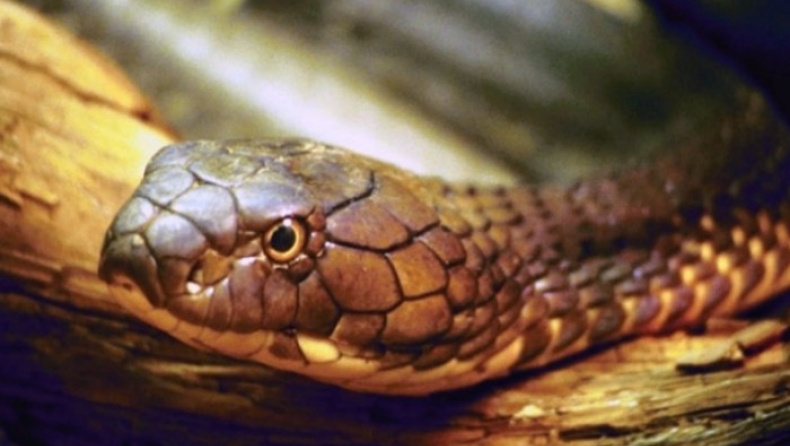 Τα φίδια ζώνουν την Αυστραλία: Μεγάλη αύξηση των επιθέσεων σε κατοικίδια (vid)