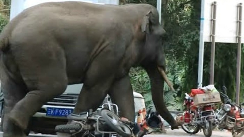 Άγριοι ελέφαντες ποδοπάτησαν και σκότωσαν μοτοσυκλετιστή