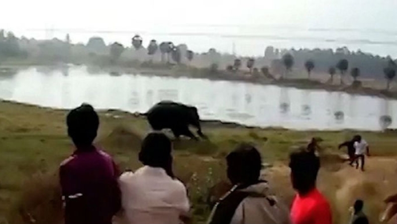 Εξαγριωμένος ελέφαντας ποδοπατά μέχρι θανάτου άνδρα (vid)