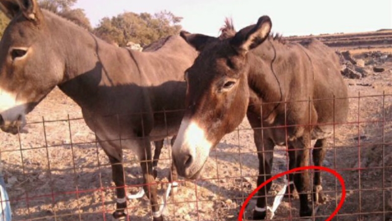 Παστούρωμα, ένας βασανισμός που πρέπει να σταματήσει! (vids, poll)