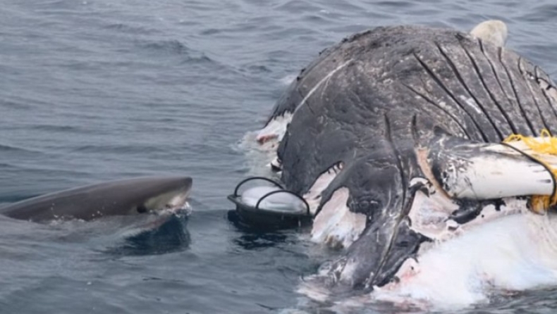 Αγέλη λευκών καρχαριών κατακρεουργεί τεράστια φάλαινα (pics & vid)