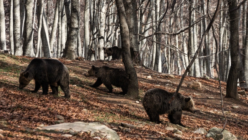Βρέθηκε νεκρό ένα αρκουδάκι στην Κοζάνη