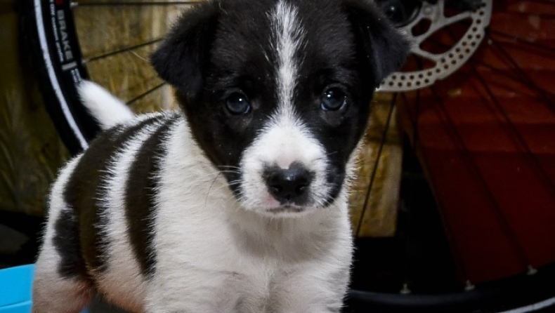 Υμηττός: Κατεπείγουσα έρευνα για τη μαζική εξόντωση ζώων