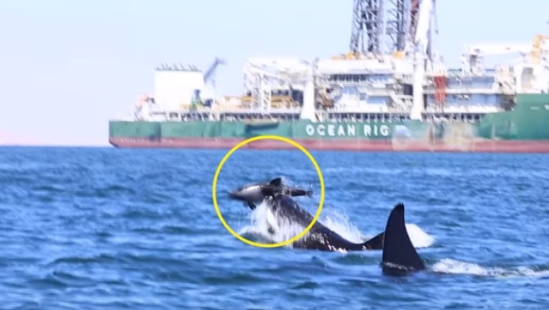 H στιγμή που φάλαινες - δολοφόνοι επιτίθενται σε δελφίνι (vid)