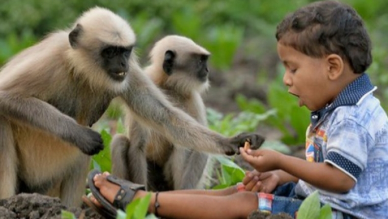 Ο σύγχρονος... Μόγλης είναι μόλις δύο ετών και κάνει παρέα μόνο με μαϊμούδες (pics & vids)