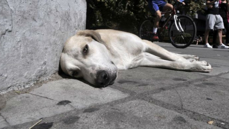 Αδιανόητη κτηνωδία στην Πάτρα: Έδεσε το σκύλο στο αυτοκίνητο και τον έσερνε στο δρόμο