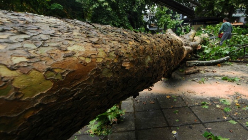 Δέντρο καταπλάκωσε διερχόμενο όχημα στην Εγνατία, νεκρός ο οδηγός