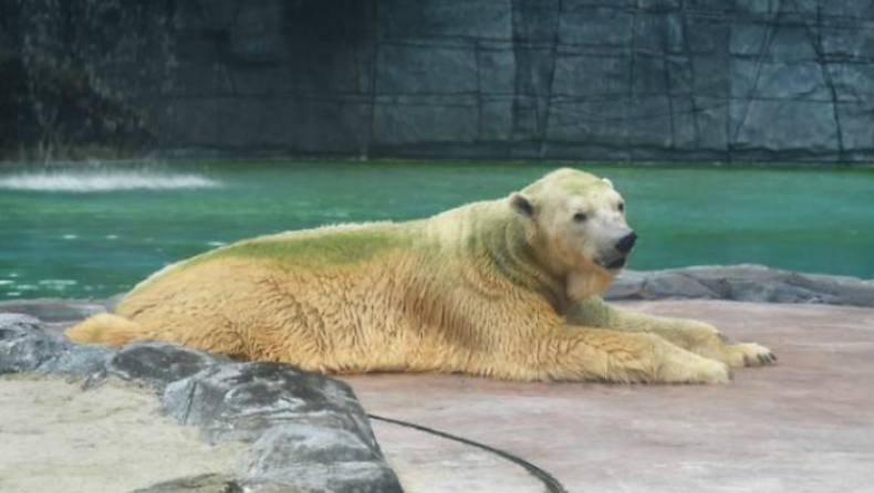 Πέθανε η πρώτη πολική αρκούδα που είχε γεννηθεί σε τροπική χώρα (pics)