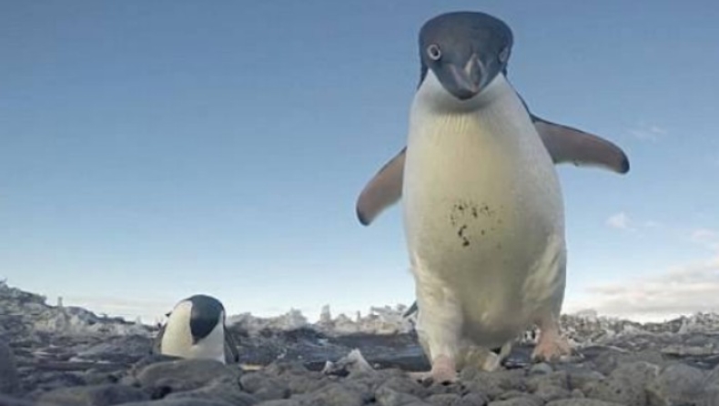 Κρυφή κάμερα αποκαλύπτει την ξεκαρδιστική καθημερινότητα των πιγκουίνων της Ανταρκτικής (pics & vid)