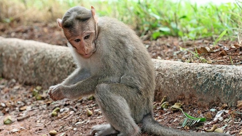 Νεκρό βρέφος που άρπαξε πίθηκος σε χωριό της Ινδίας