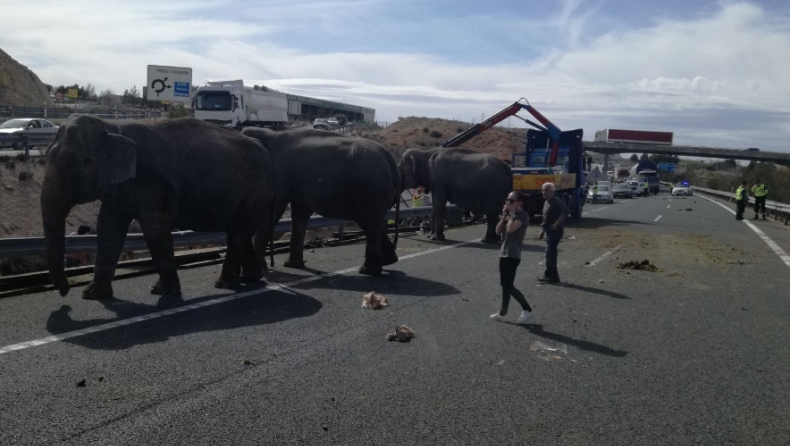 Ελέφαντες ελευθερώθηκαν σε αυτοκινητόδρομο μετά από τροχαίο (pics & vids)