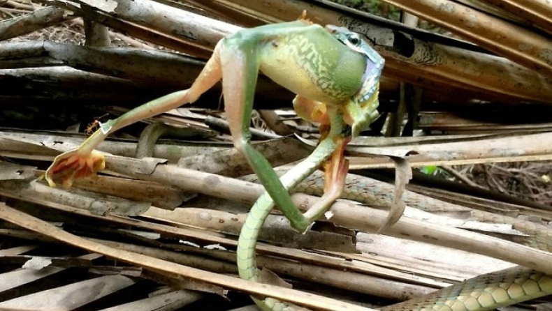 Ένα μικροσκοπικό φίδι... τα έβαλε με τεράστιο βάτραχο και κέρδισε (pics)