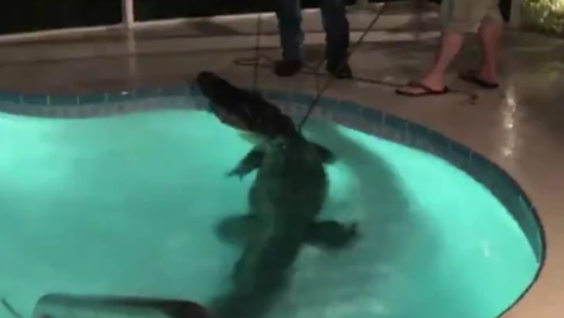 Αλιγάτορας τριών μέτρων εντοπίστηκε σε πισίνα να απολαμβάνει το μπανάκι του (vid)