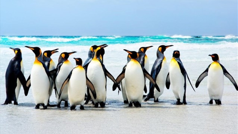 Πρωταθλητές στα μακροβούτια οι αυτοκρατορικοί πιγκουίνοι της Ανταρκτικής (vid)