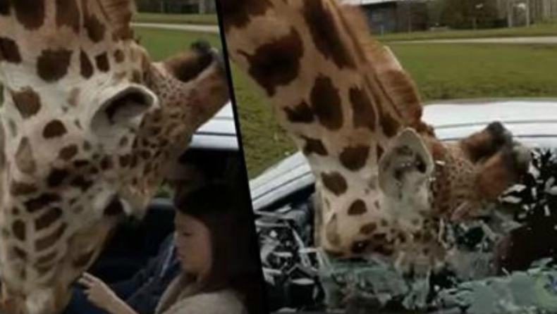Καμηλοπάρδαλη έκανε «ντου» σε αυτοκίνητο κι έσπασε το τζάμι (vid)