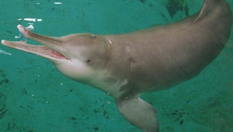 Ελπίδες για επανεμφάνιση του δελφινιού του ποταμού Γιανγκτσέ που θεωρούταν εξαφανισμένο (pic & vid)
