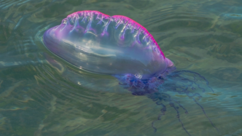 Δηλητηριώδεις και θανατηφόρες μέδουσες εντοπίστηκαν στην Μεσόγειο (pics)