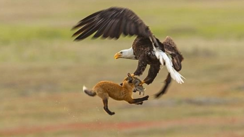 Επική μάχη αλεπούς με αετό με έπαθλο το άτυχο θήραμά τους (pics)