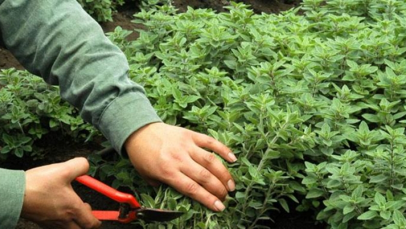 Δύο συλλήψεις στο Μέτσοβο για παράνομη κοπή αρωματικών φυτών