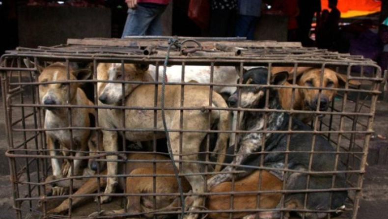 Καμπάνια για την απαγόρευση εμπορίας κρέατος σκύλου στην Ινδονησία