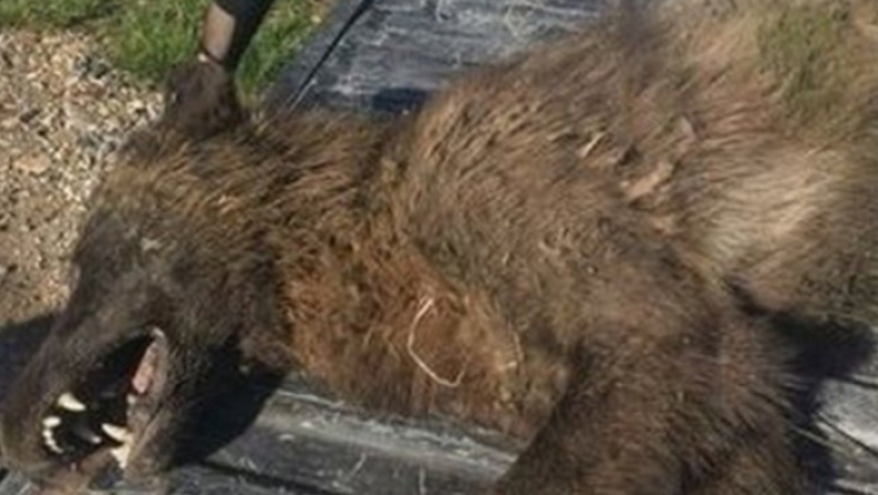 Κυνηγός σκότωσε περίεργο ζώο και κανείς δεν μπορεί να καταλάβει για ποιο είδος πρόκειται (pics)