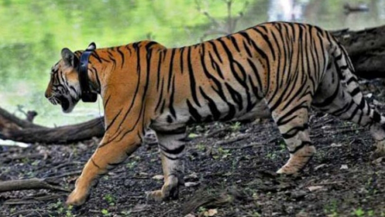 Αρχηγός μεξικανικού καρτέλ είχε βάλει μία τίγρη να φυλάει το σπίτι του