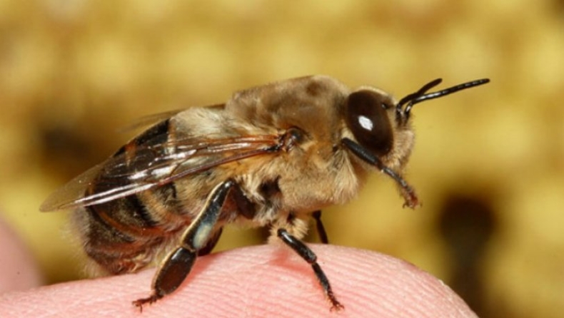 Σωφρονιστικός υπάλληλος στα Τρίκαλα έχασε τη ζωή του από τσίμπημα μέλισσας