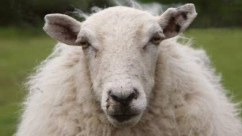 Πρόβατο «δραπέτης» αναστάτωσε τη Νέα Μηχανιώνα (vid)