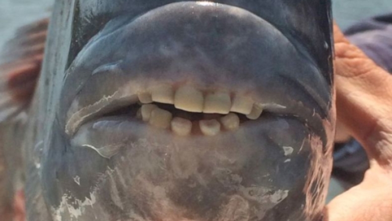 Ψάρι με ανθρώπινα δόντια σπέρνει τον τρόμο στους ψαράδες της Αμερικής (pics)