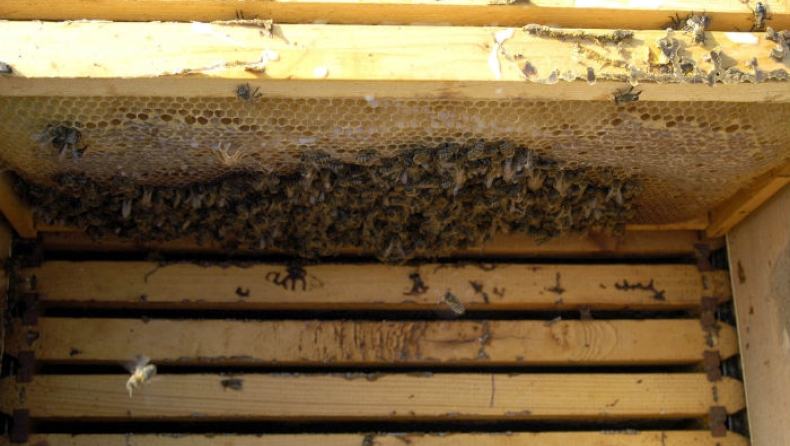 Οι μέλισσες μπορούν να κατανοήσουν το μηδέν!