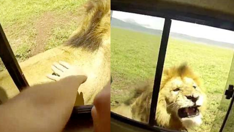 Ο πιο χαζός τουρίστας άπλωσε το χέρι του για να χαϊδέψει λιοντάρι σε σαφάρι! (pics & vid)