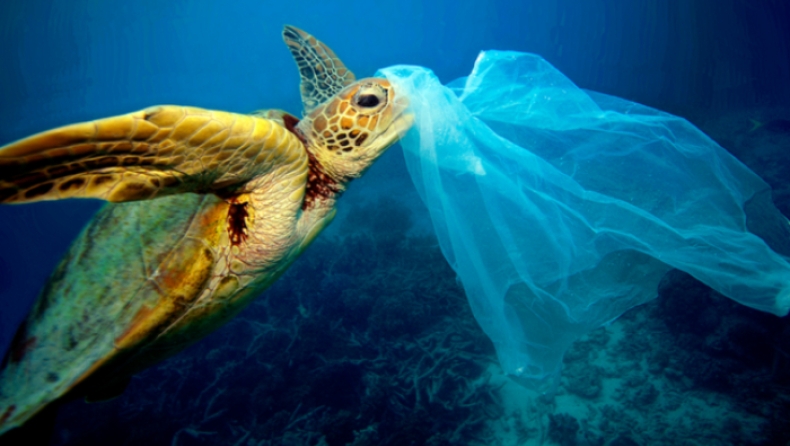 Σπάνια θαλάσσια χελώνα πέθανε μετά την κατάποση δεκάδων πλαστικών (pics)