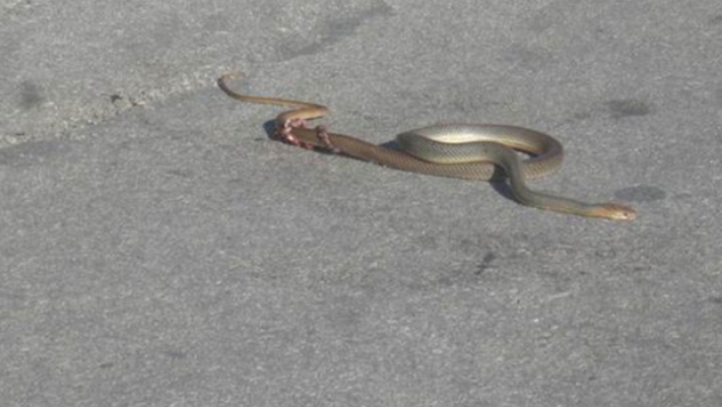 Φίδι 2,5 μέτρων παραλίγο να προκαλέσει τροχαίο στην Πάτρα (pics)