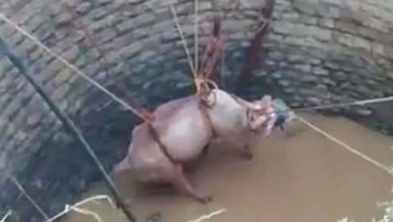 Στην Ινδία δεκάδες αγρότες έστησαν επιχείρηση διάσωσης ταύρου που είχε πέσει σε πηγάδι (pics & vid)